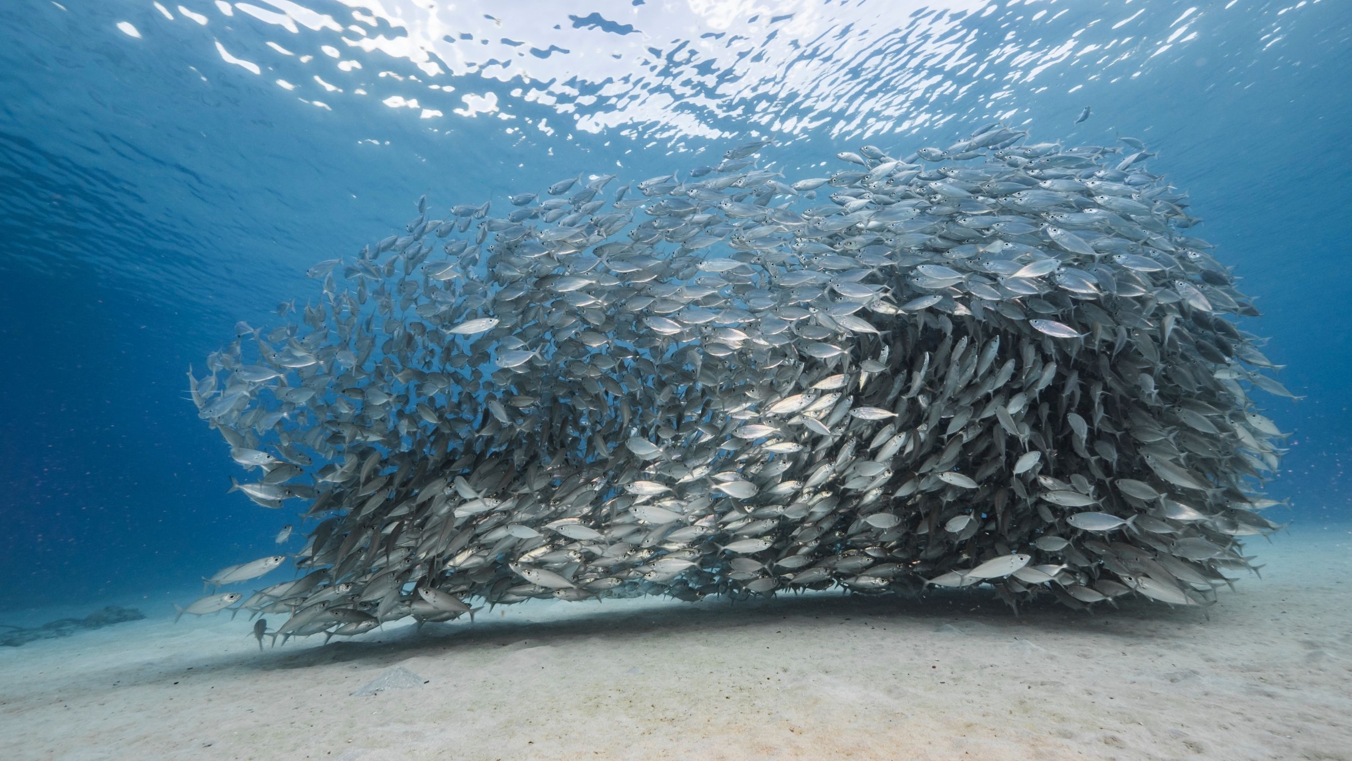 Sardines