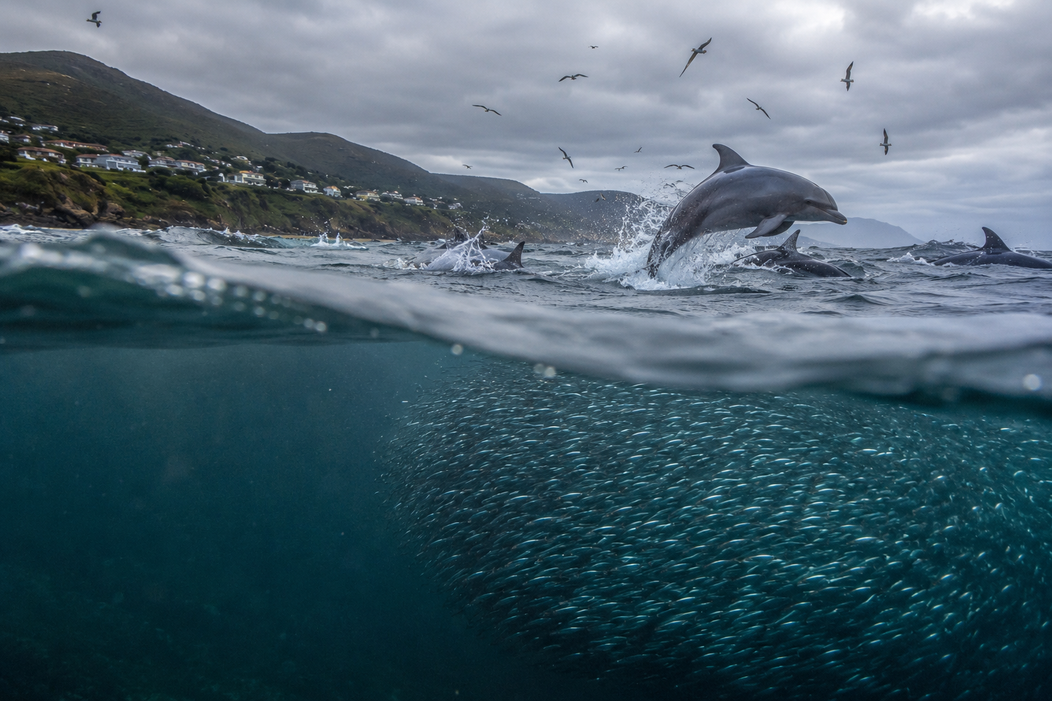 How Weather Controls South Africa’s Famous Sardine Run