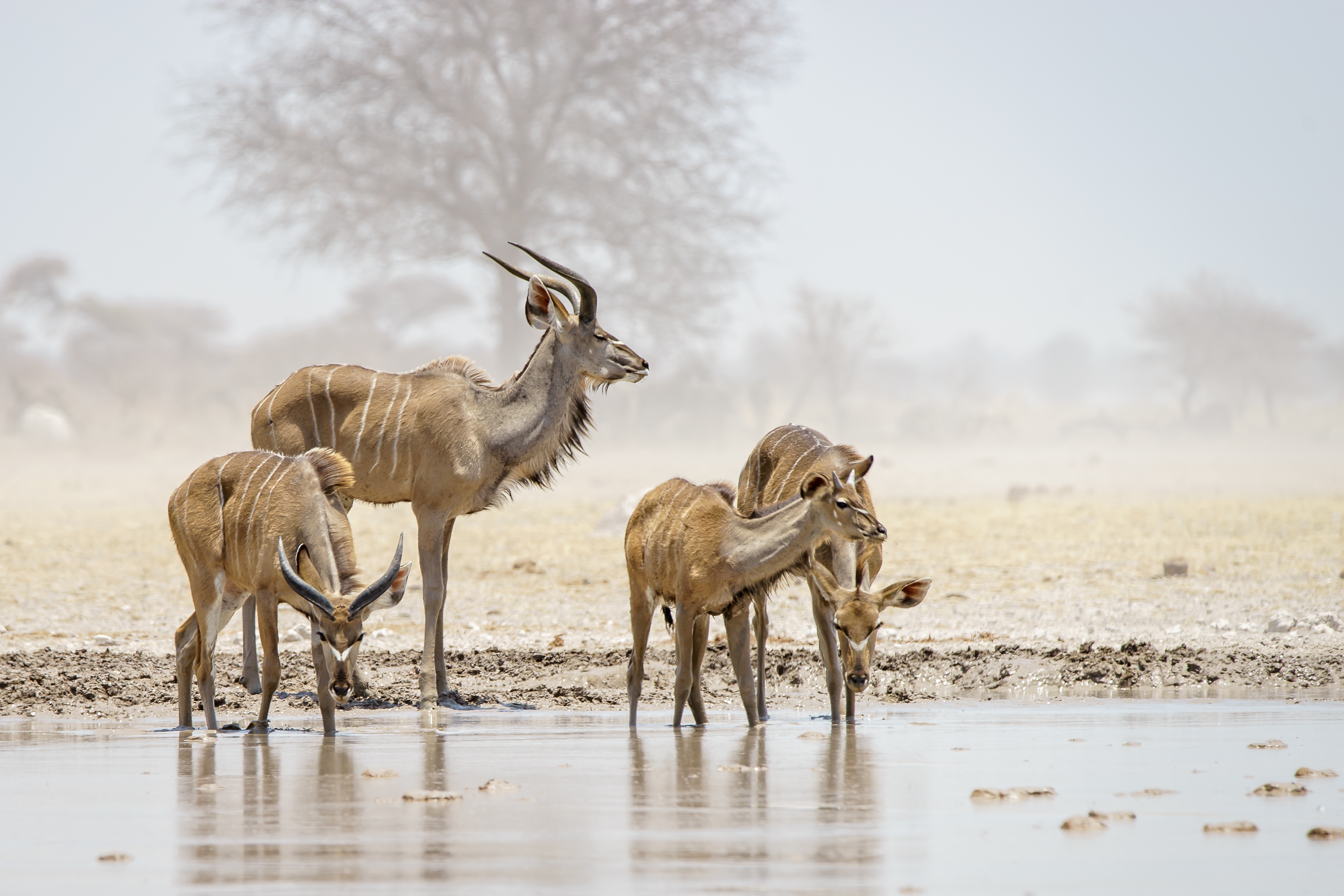 kudus-drinken-nxai-pan-botswana
