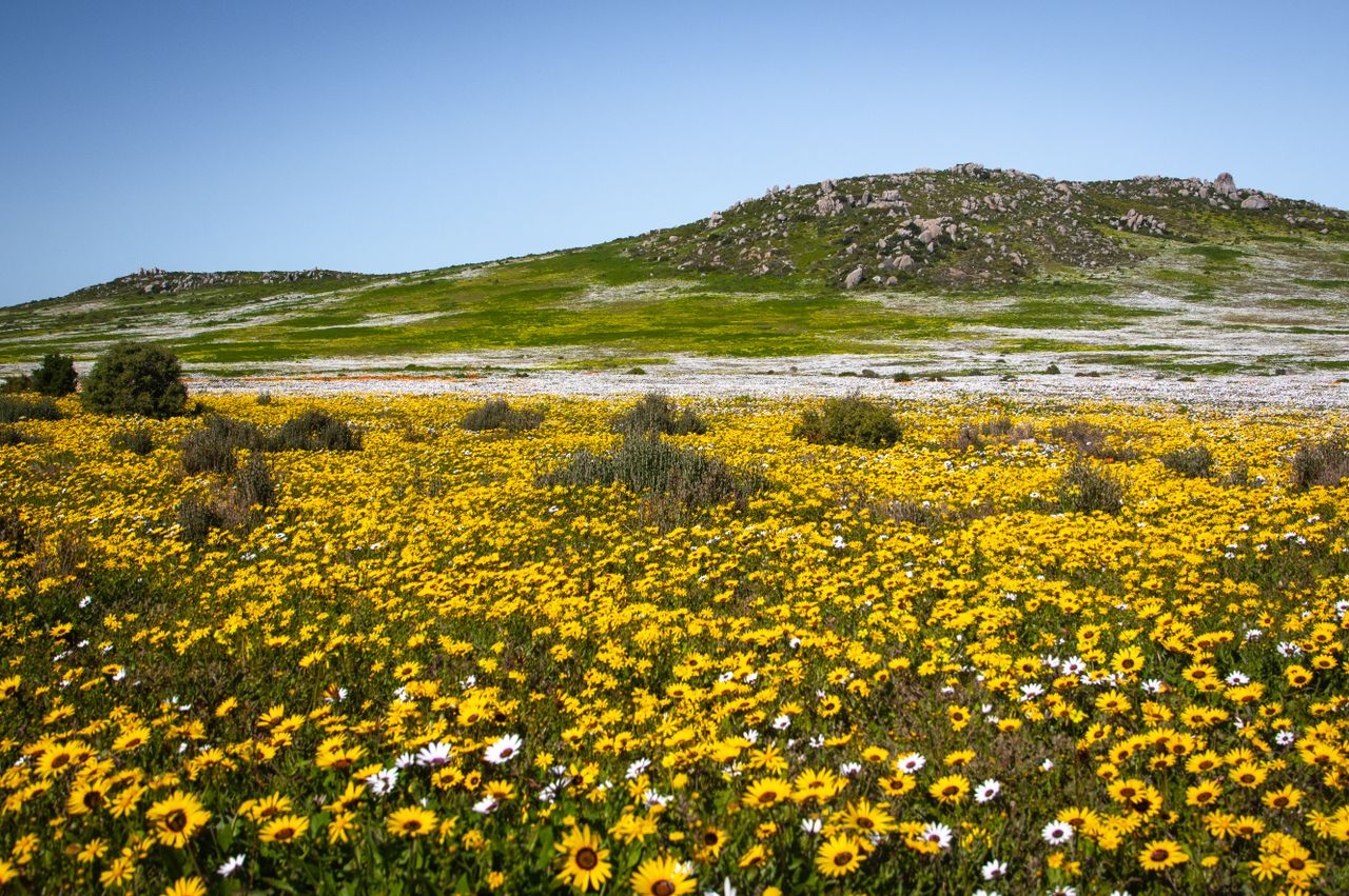 wild-flowers