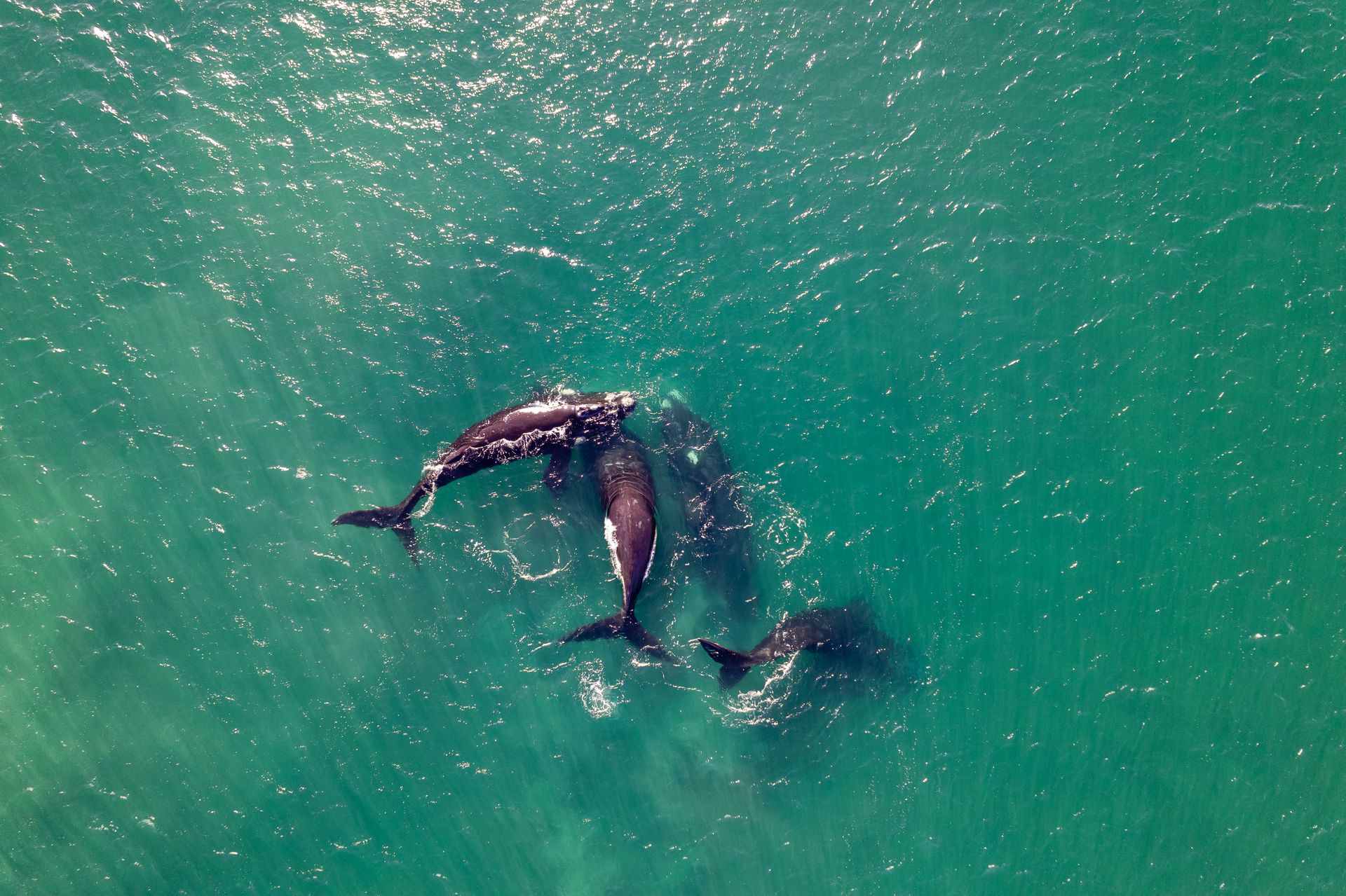 Pod of Whales