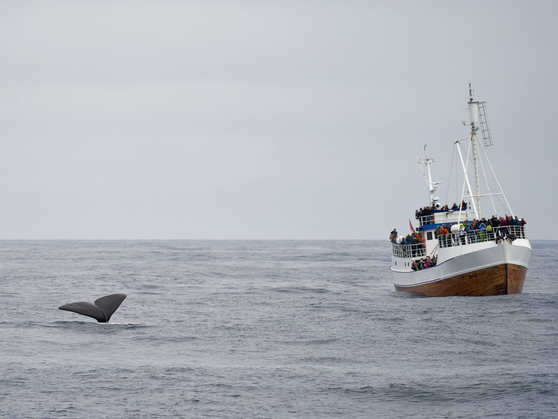 Whale watching