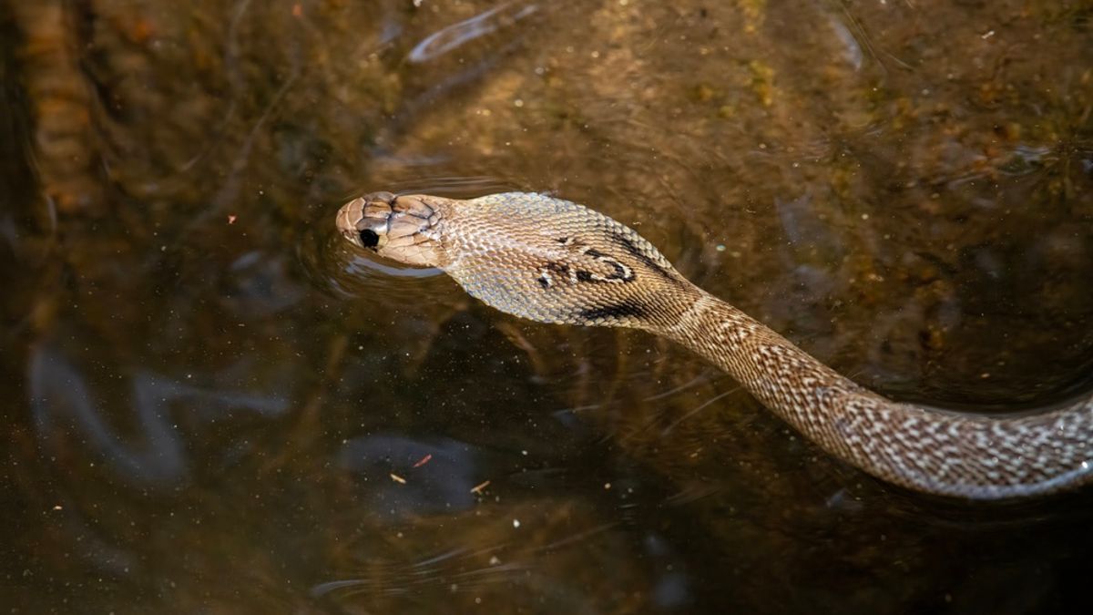 venomous-snake-swimming-floodwaters-china-meta