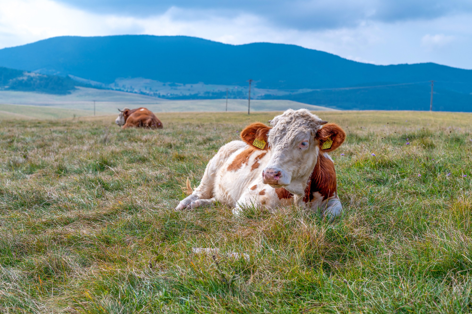 Cows Lying Down