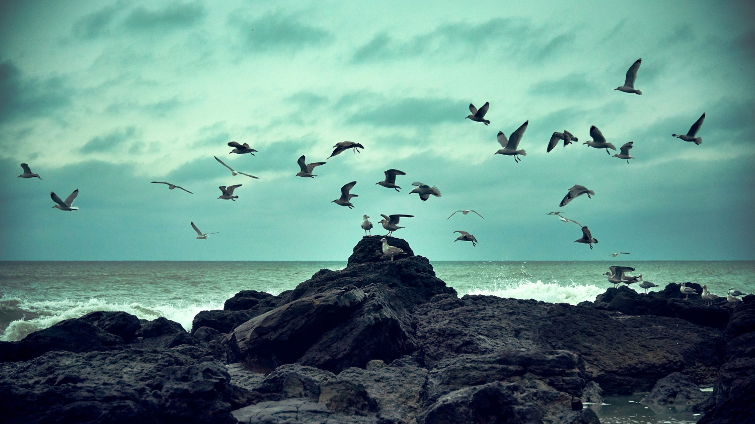 Birds