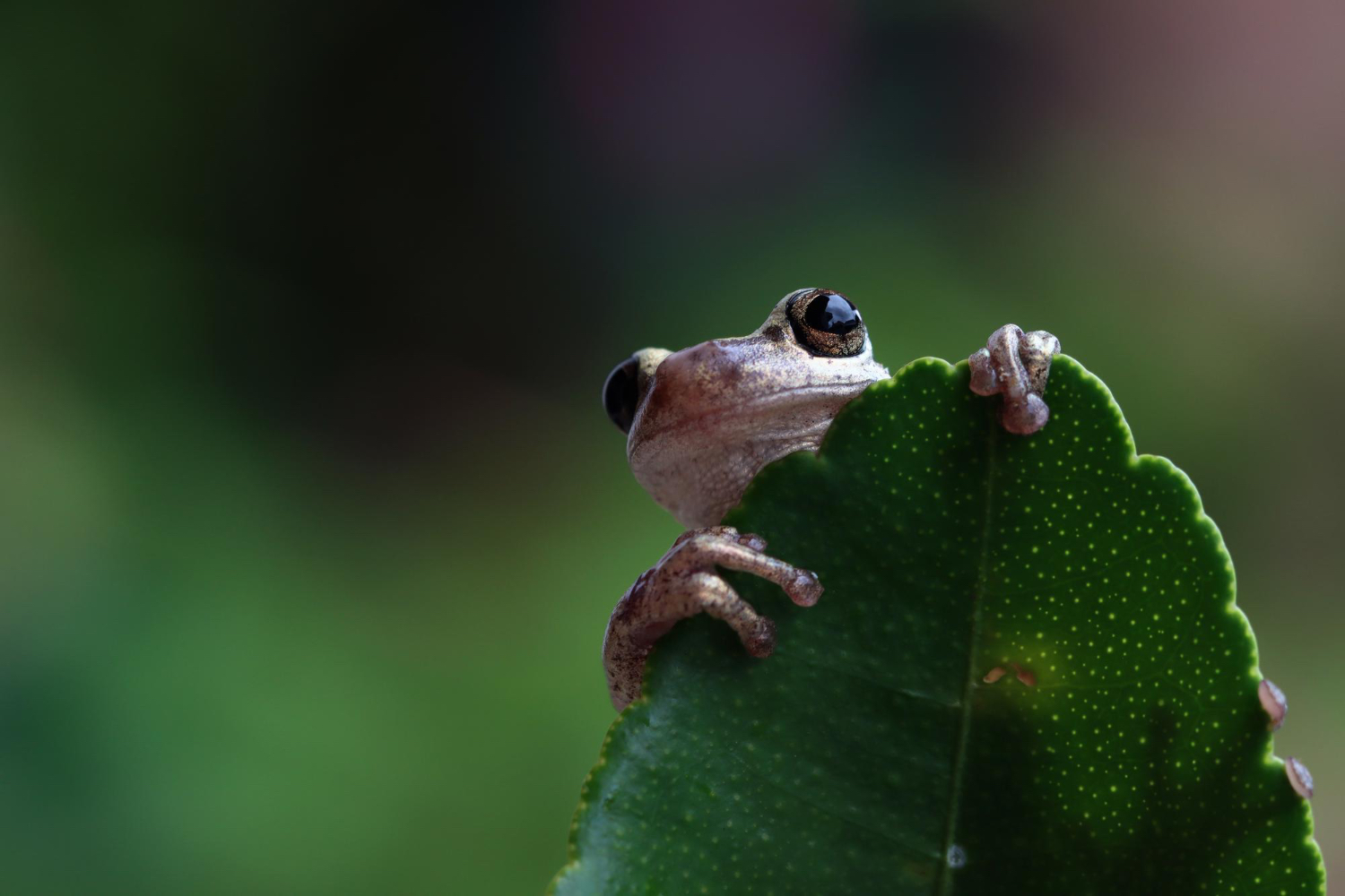 Tree frog