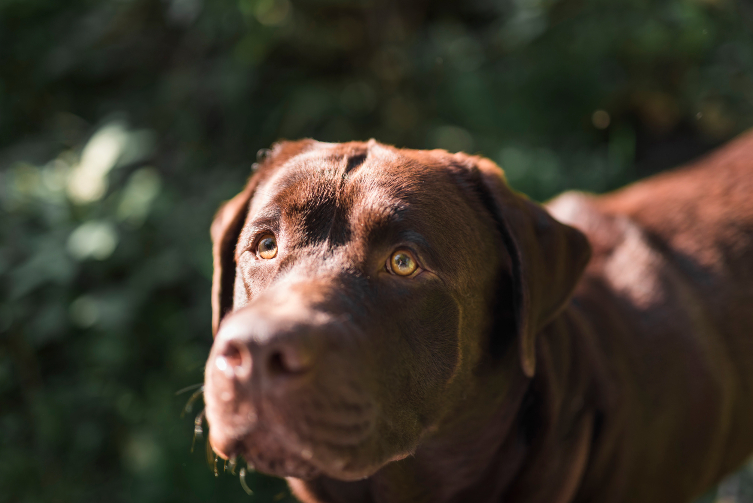 Labrador