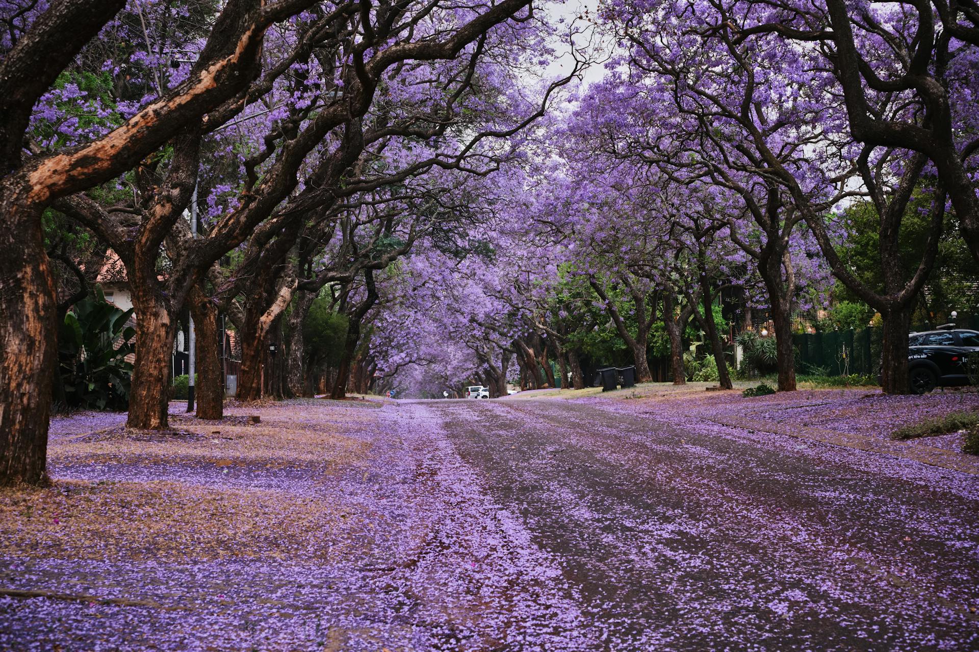 Jacarandas Spring
