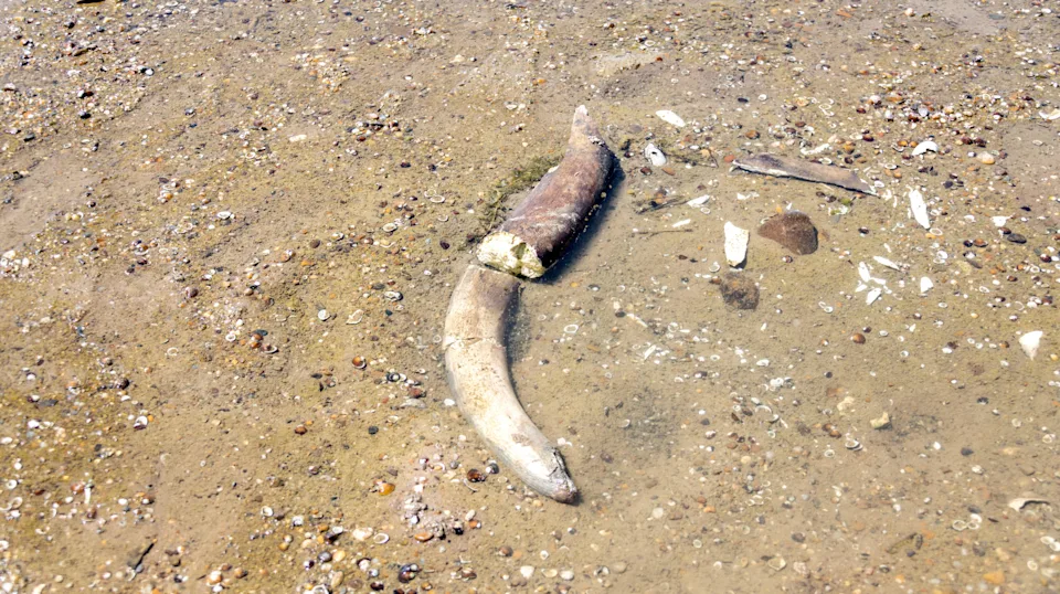 Woolly Mammoth Remains