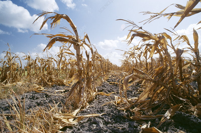 Crop Drought